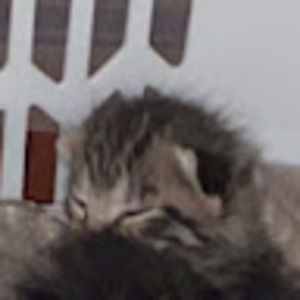 Meet your Posher, Medelin